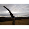 Мачете Cold Steel Kukri Machete CS_97KMSZ